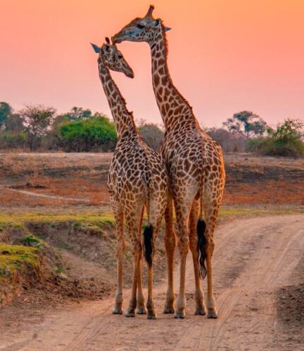 KENYA - Africa dal 6 al 14 Settembre